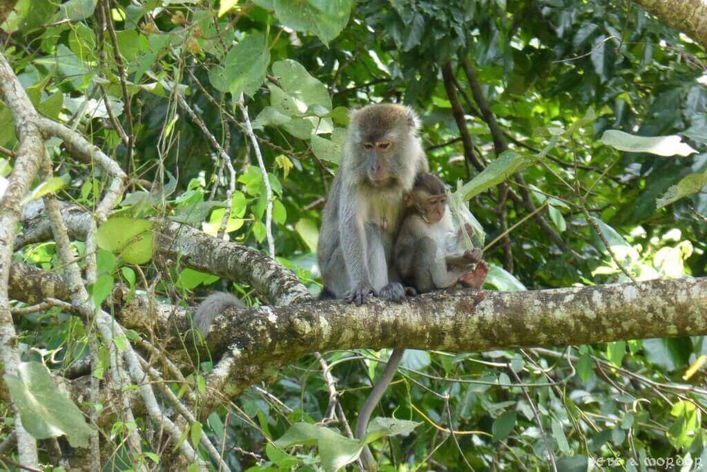 17. Kuching - Parque Nacional de Bako fauna monos