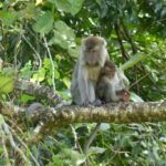 17. Kuching – Parque Nacional de Bako fauna monos