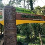 18. Kota Kinabalu – ver orangutanes en Semmengoh Wildlife o no