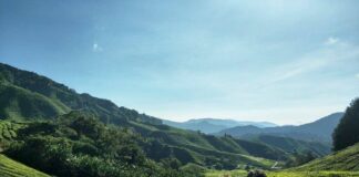 Viajes internacionales con niños . Cameron Highlands - Plantación de té Boh