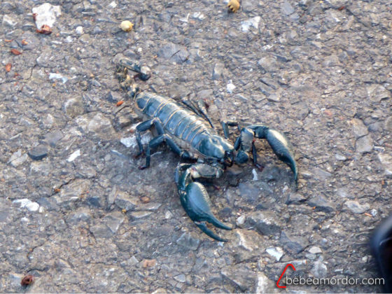 escorpión en parque nacional Khao Yai