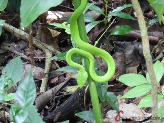 serpiente verde enroscada en una rama