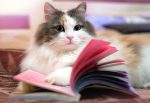 libros cueentos gatos